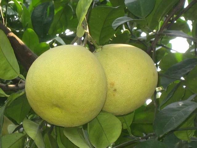 柚子树种植技术和管理