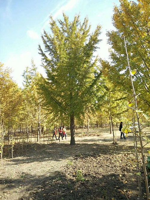 江苏25公分实生银杏树价格 在线咨询