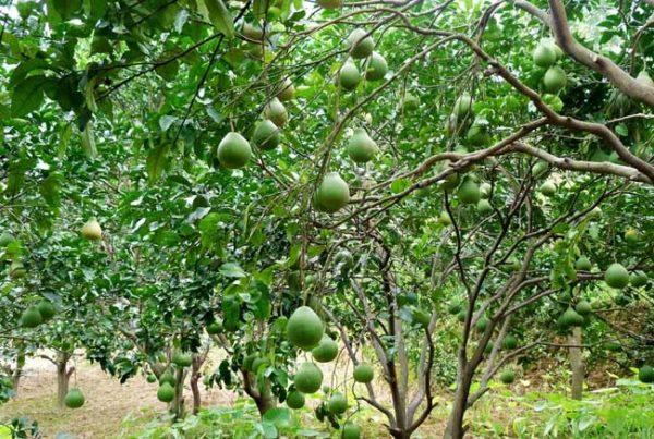 技术大全 种植技术 水果种植技术 柚子种植技术1,柚子的病害防治