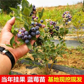 蓝莓树果苗盆栽地栽四季水果树当年结果南方北方种植特大蓝莓树苗12年
