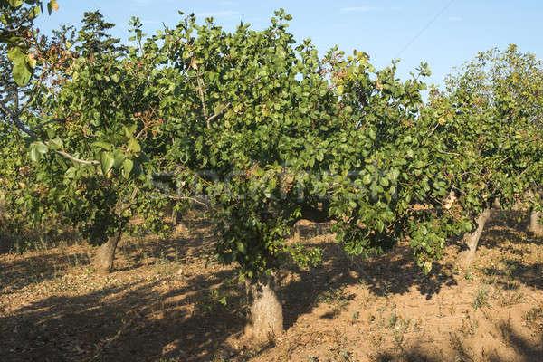 商业照片: 开心果 ·树· 希腊 · 种植园 · 背景 · 夏天