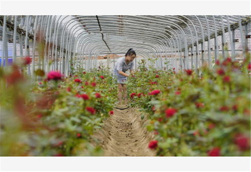 滦州 特色花卉种植促增收